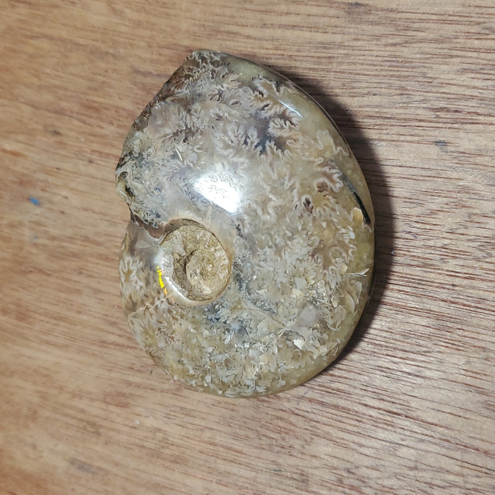 Polished & Opalized Fossil Ammonite Nautilus GS